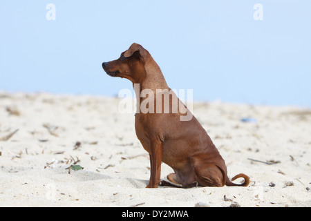 Hund-Zwergpinscher / Erwachsene am Strand sitzen Stockfoto