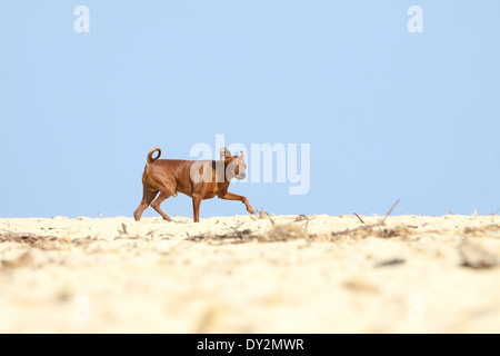 Hund-Zwergpinscher / Erwachsene am Strand Stockfoto