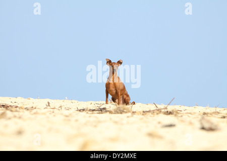 Hund-Zwergpinscher / Erwachsene am Strand sitzen Stockfoto