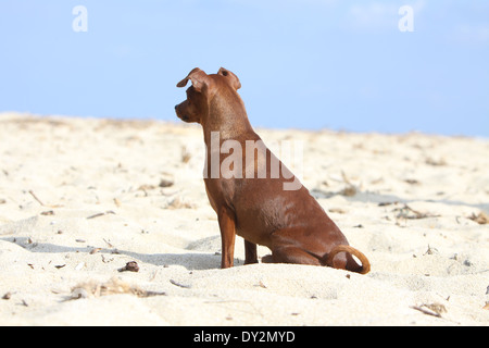 Hund-Zwergpinscher / Erwachsene am Strand sitzen Stockfoto
