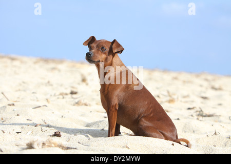 Hund-Zwergpinscher / Erwachsene am Strand sitzen Stockfoto