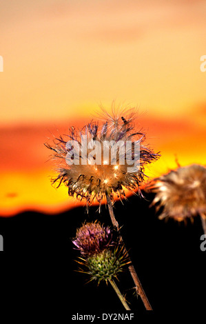 Dry New Mexico Disteln, Cirsium Neomexicanum wachsen in der Santa Catalina Mountains, Sonora-Wüste, Tucson, Arizona, USA. Stockfoto