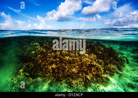 Wunderschöne Korallengarten unter Wasser, Tauchen auf den Malediven, blau, bewölkten Himmel, türkisfarbenes Wasser, Luxus-Sommer-Urlaub Stockfoto