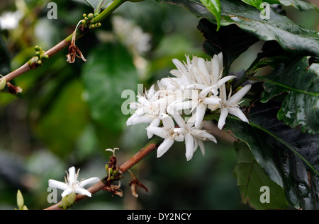 Die duftenden weißen Blüten des Kaffees (Coffea Arabica). Zunil, Republik Guatemala. Stockfoto