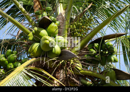 Tropische Sonne auf frischen grünen Kokosnuss Palmen Baum Nahaufnahme der Haufen der wachsenden unreife brasilianischen cocos Stockfoto