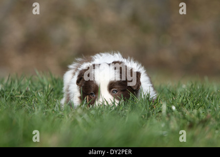 Hund Border Collie Welpen rot und weiß auf der Wiese liegend Stockfoto