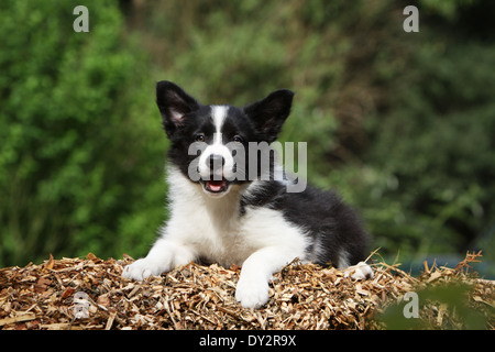 Border-Collie Hund / Welpen (schwarz und weiß) Gesicht auf einem Haufen von Rinde liegen Stockfoto