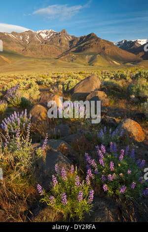 Lupinen, Salbei und Gräser säumen den Bereich unterhalb der Steens-Berge in der Wüste des östlichen Oregon. Frühling. USA Stockfoto