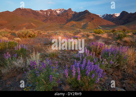 Lupinen, Salbei und Gräser säumen den Bereich unterhalb der Steens-Berge in der Wüste des östlichen Oregon. Frühling. USA Stockfoto