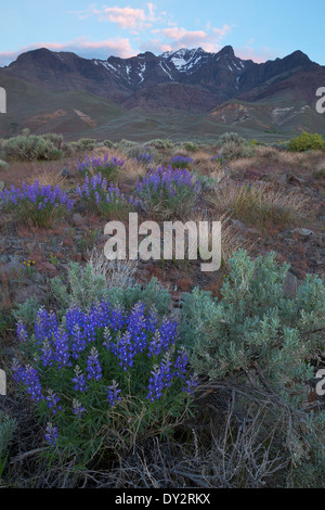 Lupinen, Salbei und Gräser säumen den Bereich unterhalb der Steens-Berge in der Wüste des östlichen Oregon. Frühling. USA Stockfoto