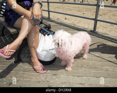 Dritte jährliche Haustier Tag auf Coney Island in Brooklyn, 2013. Stockfoto