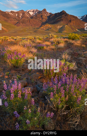 Lupinen, Salbei und Gräser säumen den Bereich unterhalb der Steens-Berge in der Wüste des östlichen Oregon. Frühling. USA Stockfoto