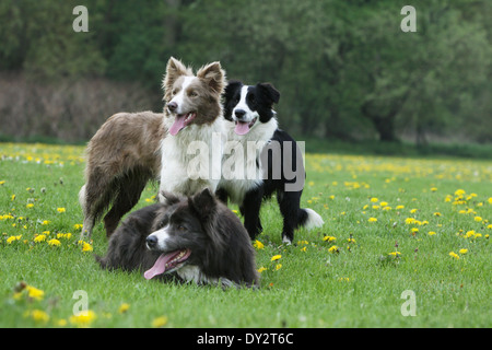 Hund Border Collie drei Erwachsene Erwachsene lila und weiß schwarz / weiß grau blaugrau laufen auf einer Wiese Stockfoto