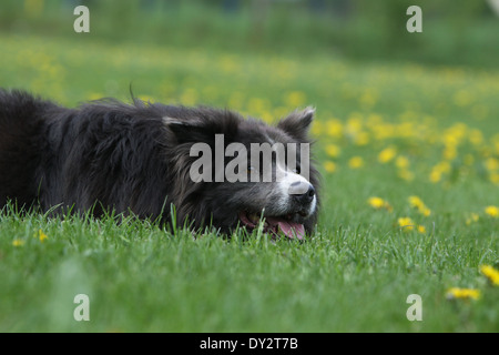 Hund Border Collie Erwachsenen blauen und weißen Porträt Profil Schlaf Stockfoto