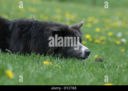 Hund Border Collie Erwachsenen blauen und weißen Porträt Profil Schlaf Stockfoto