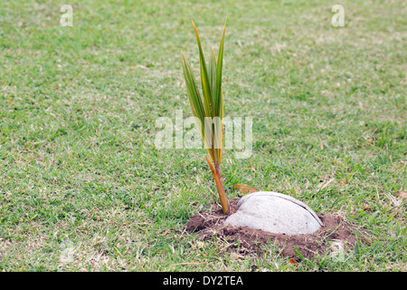 Coconut Palm Sämling (Cocos nucifera) die wachsende aus Samen Stockfoto