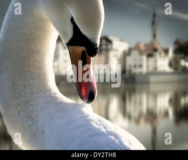 DE - Bayern: Swan am Fluss Isar mit alten Stadt von Bad Tölz im Hintergrund Stockfoto