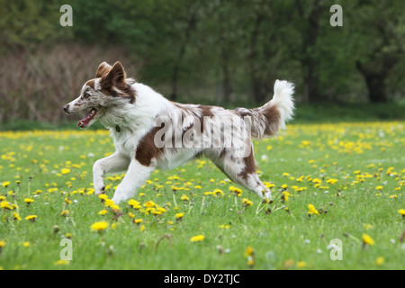 Border-Collie Hund / Erwachsenen red Merle stehen auf einer Wiese Stockfoto