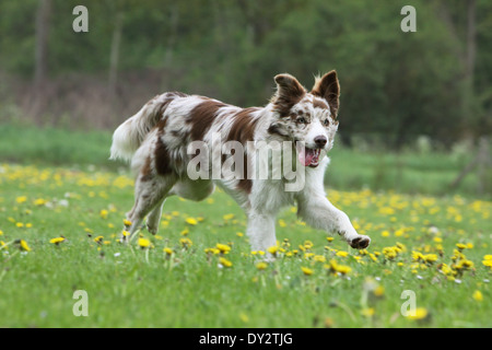 Border-Collie Hund / Erwachsenen red Merle stehen auf einer Wiese Stockfoto