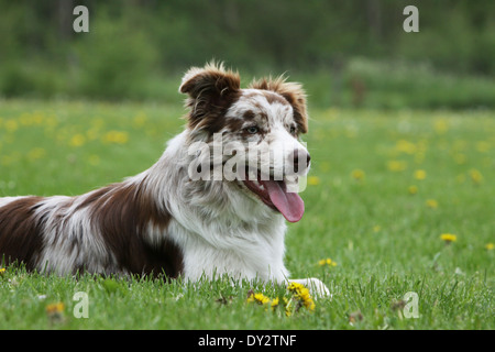 Border-Collie Hund / Erwachsener (red Merle) liegen auf einer Wiese Stockfoto