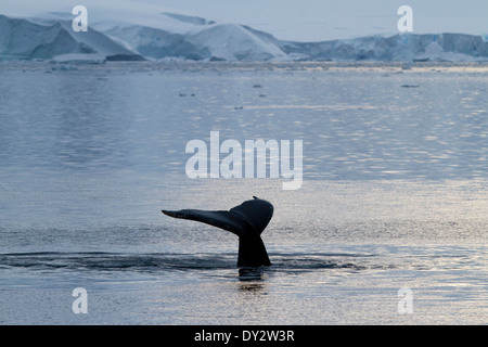 Antarktis Wale, Buckelwale, Antarktis, Megaptera novaeangliae. Stockfoto