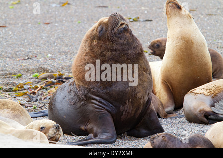 Südamerikanische Seelöwe, männlich und weiblich (Otaria flavescens) am Strand von Punta Norte, Peninsula Valdes, Valdez, Argentinien. Stockfoto