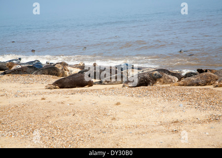 Kolonie von graue Dichtungen, Halichoerus Grypus, oben auf einem sandigen Strand bei Horsey, Norfolk, England geschleppt Stockfoto