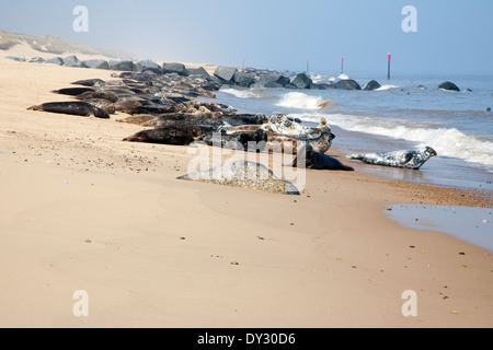 Kolonie von graue Dichtungen, Halichoerus Grypus, oben auf einem sandigen Strand bei Horsey, Norfolk, England geschleppt Stockfoto