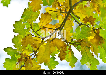 Farben des Herbstes, Lidice Park, Tschechische Republik Stockfoto