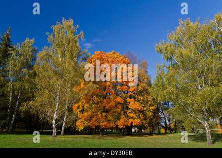 Farben des Herbstes, Lidice Park, Tschechische Republik Stockfoto