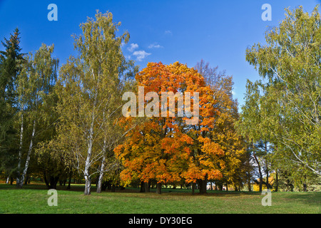 Farben des Herbstes, Lidice Park, Tschechische Republik Stockfoto