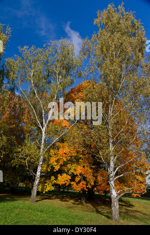 Farben des Herbstes, Lidice Park, Tschechische Republik Stockfoto