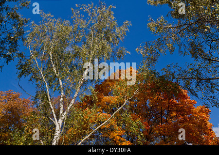 Farben des Herbstes, Lidice Park, Tschechische Republik Stockfoto