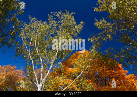 Farben des Herbstes, Lidice Park, Tschechische Republik Stockfoto