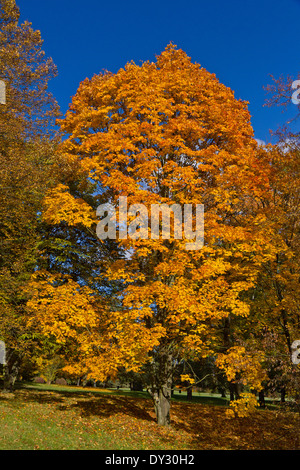 Farben des Herbstes, Lidice Park, Tschechische Republik Stockfoto