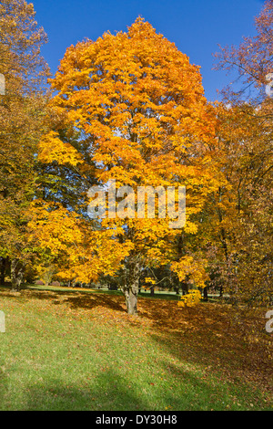 Farben des Herbstes, Lidice Park, Tschechische Republik Stockfoto