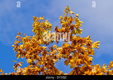 Farben des Herbstes, Lidice Park, Tschechische Republik Stockfoto