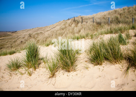 Dünengebieten Grass wachsen auf der Landseite des Sand-Dünen, Horsey, Norfolk, England Stockfoto