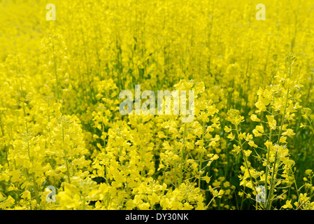Raps-Blume in einem Feld Stockfoto