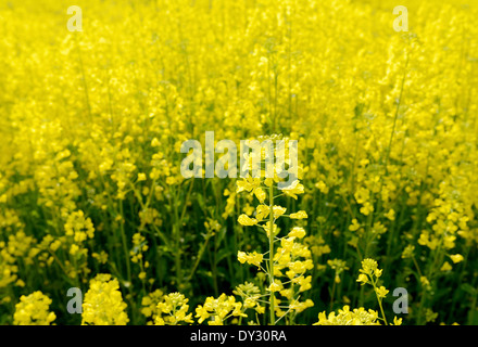 Raps-Blume in einem Feld Stockfoto