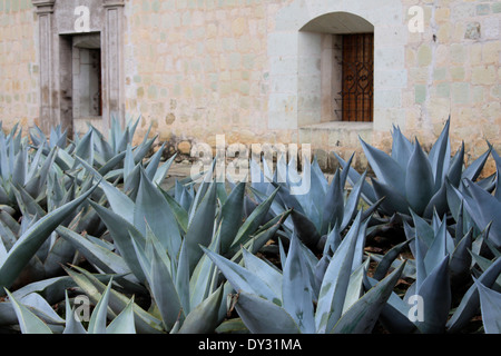 Kakteen vor Kirche in Oaxaca, Mexiko Stockfoto