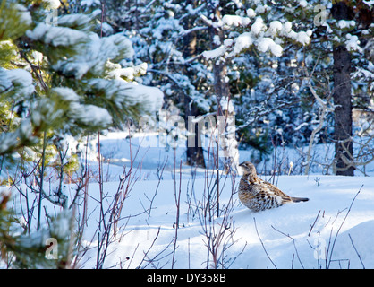 Ein Ruffed Grouse in einem schneebedeckten Feld in Alberta, Kanada Stockfoto