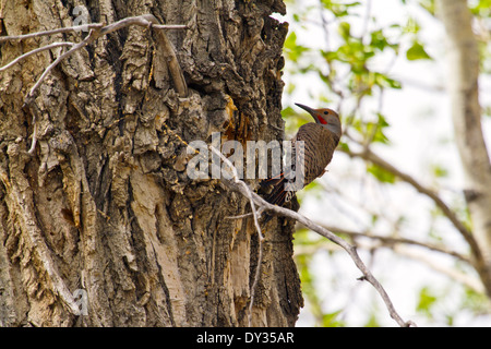 Ein rotes Achs nördlichen Flimmern in einem Baum Stockfoto