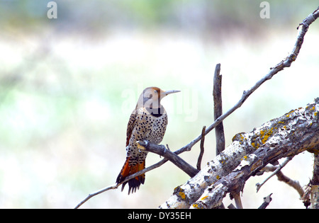 Eine weibliche rote Achs nördlichen Flimmern in den Wäldern im Frühjahr in Alberta Stockfoto