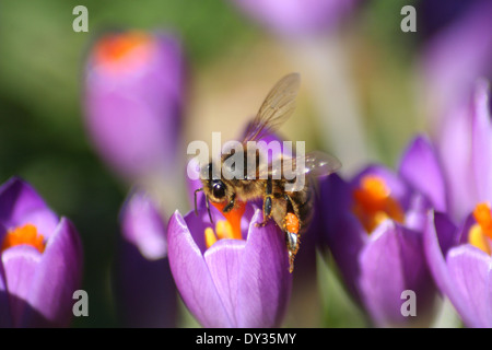 Honigbiene auf Krokus Stockfoto