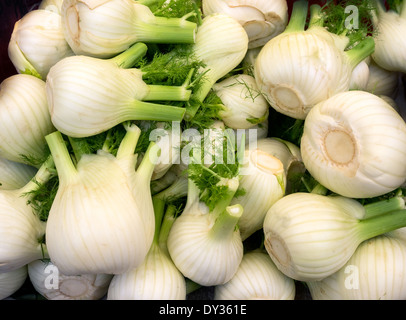 Handvoll frische Fenchelknollen auf einem Bauernmarkt Stockfoto