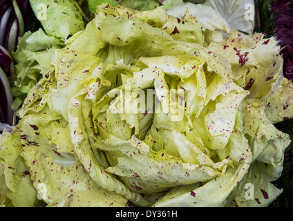 Frische Salatblätter mit lila Punkten bereit, Essen Stockfoto