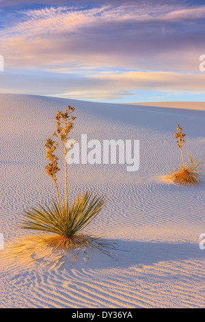 White Sands National Monument, in der Nähe von Alamagordo, New Mexico, Teil der Chihuahua-Wüste. Stockfoto