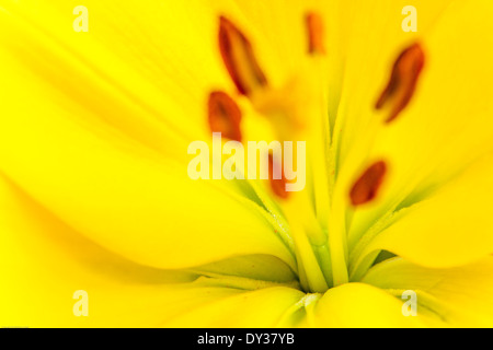 Tulpe, Makroaufnahme Stockfoto