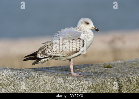 Silbermöwe - Larus Argentatus - 2. winter Stockfoto